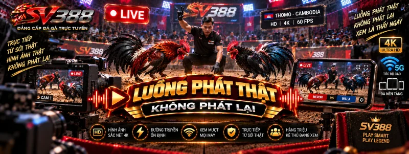 Nhận biết luồng phát trực tiếp đá gà SV388 thật