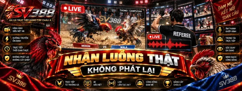 Nhận biết luồng đá gà Thomo trực tiếp thật trên SV388