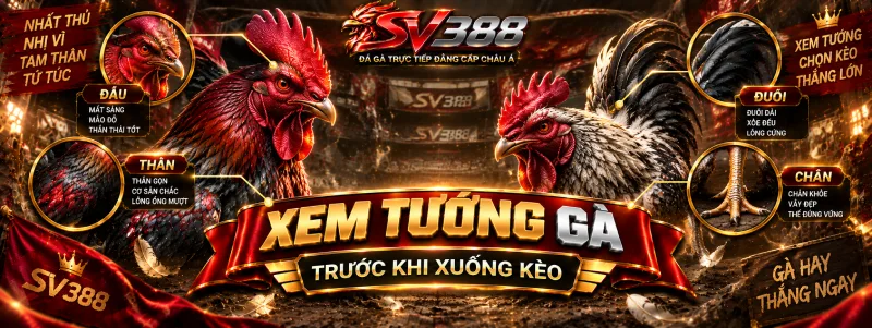 Xem tướng gà trước khi xuống kèo trên đá gà SV388